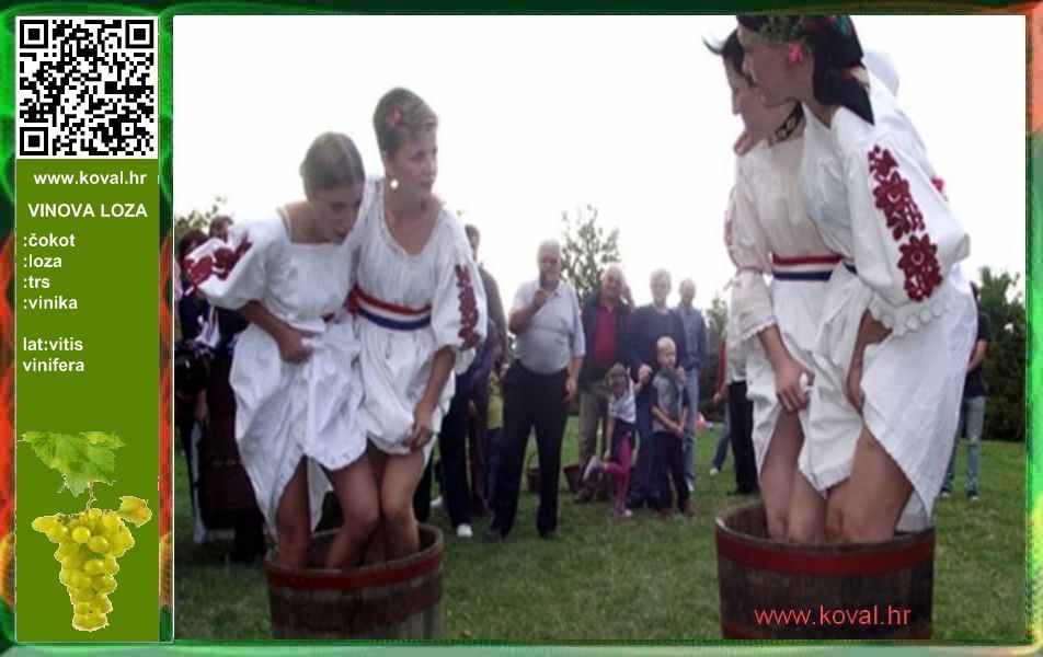 ljekovito bilje